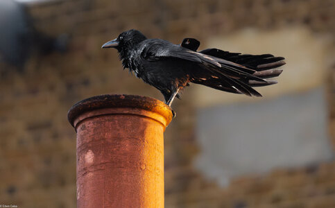 crow on chimmney-2.jpg