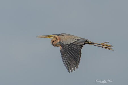 A7405343-Verbeterd-NR.jpg