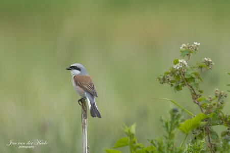 A7405777-Verbeterd-NR.jpg