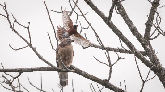 Red-shoulder Robin01.jpg