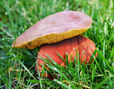 Shroom2 Final.jpg