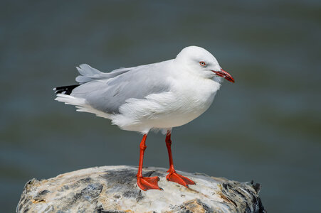 _7RV5353_Silver_Gull.jpg