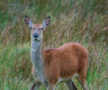 deer 2025_2.jpg