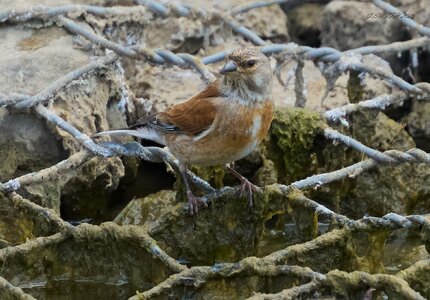 linnet 2025_18.jpg