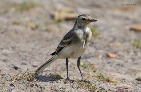 pied wagtail 2025_5.jpg