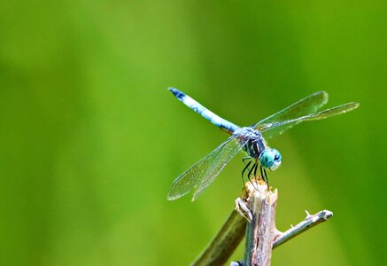 DragonFly2.jpg