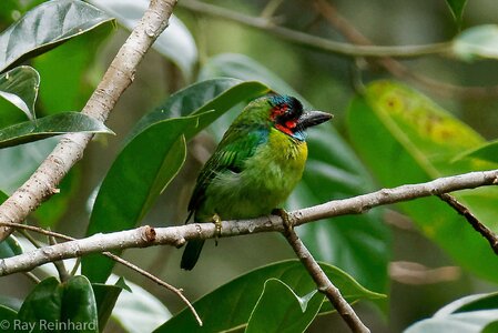 blue-eared-barbet_18668672913_o.jpg