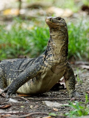 malay-water-monitor_18631697634_o.jpg
