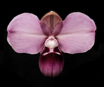 pink orchid.jpg
