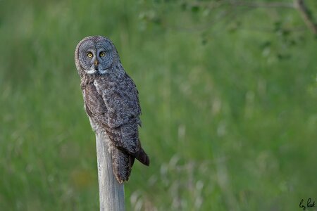 Great-Gray-Owl_DSC1462-Edit.jpg
