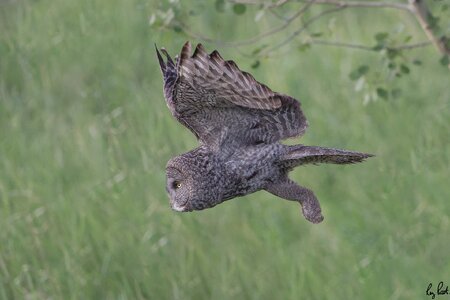 Great-Gray-Owl_DSC1758-Edit.jpg
