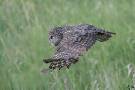 Great-Gray-Owl_DSC1759-Edit.jpg
