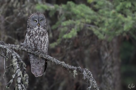 Great-Gray-Owl_DSC5194-Edit.jpg