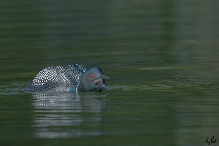 Common-Loon_DSC0816-Edit.jpg