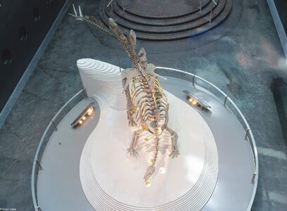 stegosaurus stenops-2.jpg