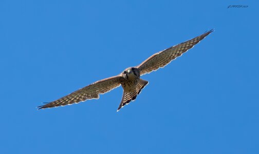 kestrel 2025.jpg