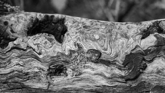 Log - Cobscook Shores Park Maine - 06222025 - 01 BW.jpg