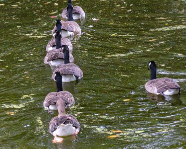goose squadron Greenwich Park-2.jpg