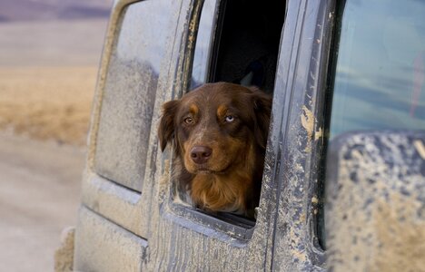 Osa in the Jeep.jpg