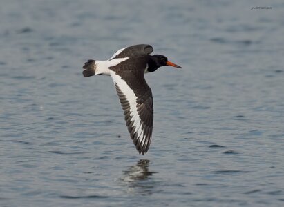 oyster catcher  2025.jpg