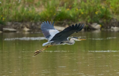 heron 2025.jpg