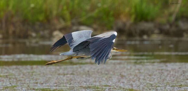 heron 2025_1.jpg
