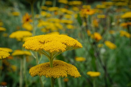 yarrow Greenwich Park-1.jpg