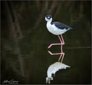 Stilt1.jpg