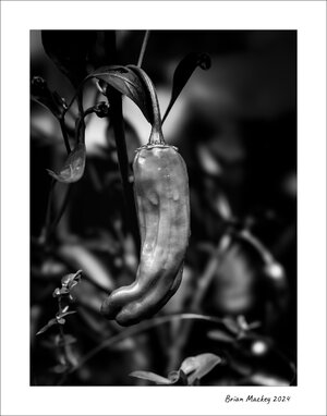 _DSC0314 copy_Original.jpeg