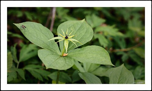 Paris quadrifolia, herb paris, parisette 02947.jpg