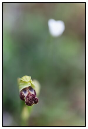 Ophrys fusca 3225.jpg