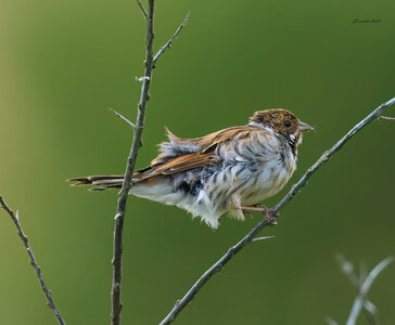 reed bunting 2025_41.jpg