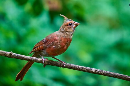 Northern Cardinal - Ashland - 08172025 - 05 - DN.jpg