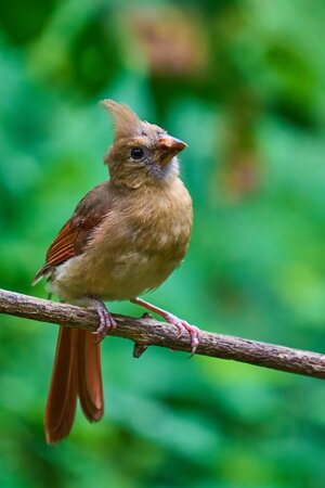 Northern Cardinal - Ashland - 08172025 - 02 - DN.jpg
