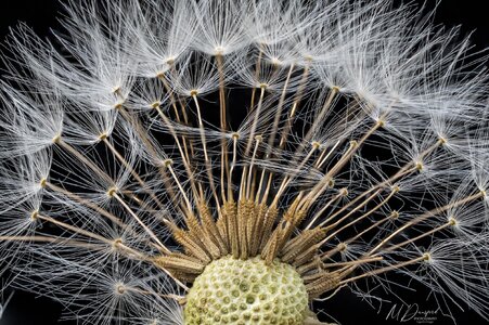 dandelion20250814fb.jpg