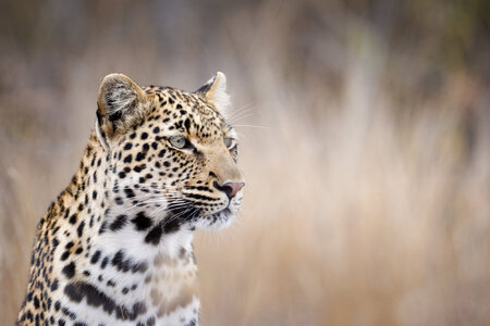 African Leopard.jpg