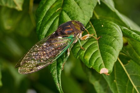 Swamp Cicada - Ashland - 08172025 - 03 - DN.jpg