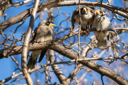 _7RV6257_Noisy_Miners_1.jpg