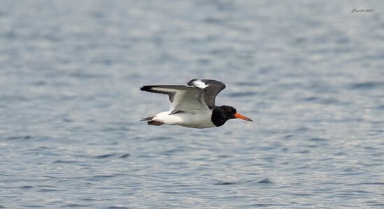 oyster catcher 2025_9.jpg