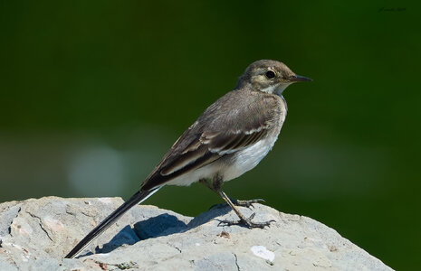 pied wagtail 2025_17.jpg