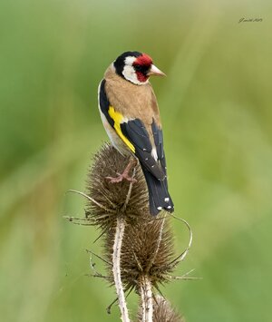 goldfinch 2025_13.jpg