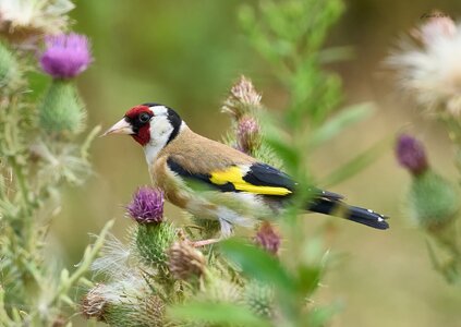goldfinch 2025_16.jpg