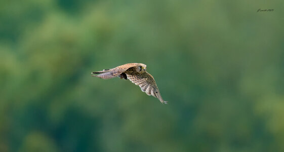 kestrel 2025 281.jpg