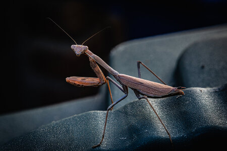 KD-Praying Mantis.jpg
