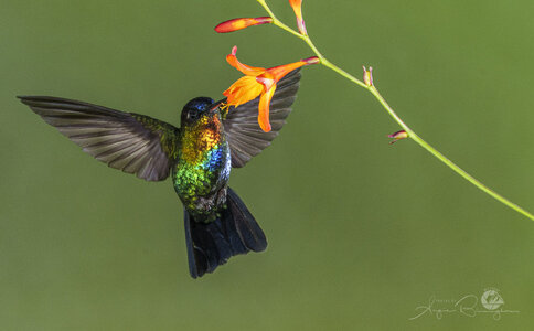Fiery throated Hummingbird.jpg