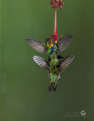 SM  2 hummingbirds.jpg