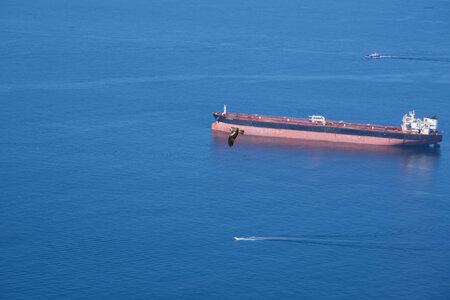 black kite 2025.jpg