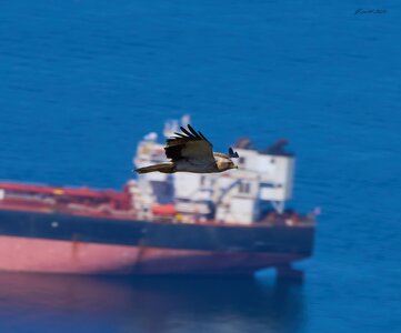 black kite 2025_5.jpg