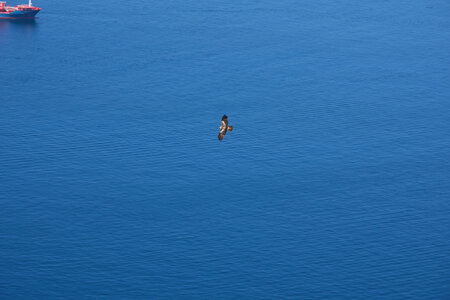 black kite 2025_7.jpg
