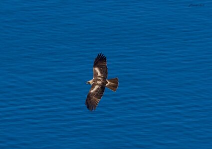 black kite 2025_6.jpg